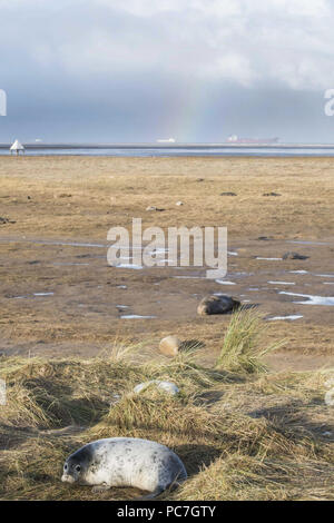 Kegelrobbe Halichoerus grypus, pup, seal Pup auf Wattenmeer, Donna Nook, Lincolnshire, November Stockfoto