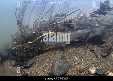 Europäischen Osmerus eperlanus Roch,, Erwachsener, River Tamar, Cornwall, England, Februar Stockfoto