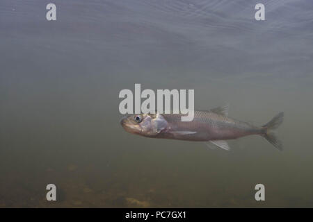 Europäischen Osmerus eperlanus Roch,, Erwachsener, River Tamar, Cornwall, England, Februar Stockfoto