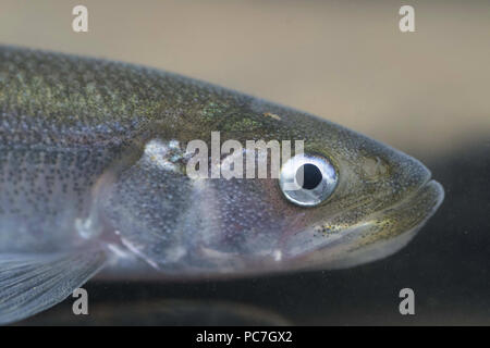 Europäischen Osmerus eperlanus Roch,, Erwachsener, River Tamar, Cornwall, England, Februar (Captive) Stockfoto