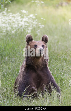 Europäische Braunbär (Ursus arctos arctos) Erwachsene, sittiing im Grünland, Siebenbürgen, Rumänien, Juni Stockfoto