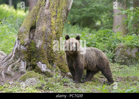 Europäische Braunbär (Ursus arctos arctos) Erwachsenen, stehen in Wäldern, Siebenbürgen, Rumänien, Juni Stockfoto