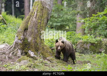 Europäische Braunbär (Ursus arctos arctos) Erwachsenen, Wandern in Wäldern, Siebenbürgen, Rumänien, Juni Stockfoto
