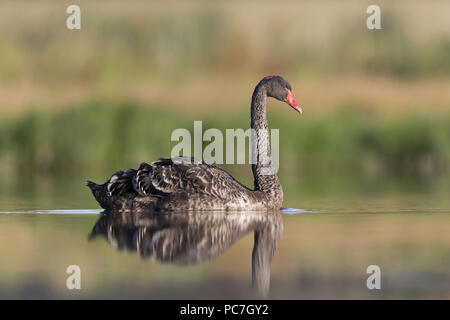 Schwarzer Schwan (Cygnus atratus) eingeführten Arten, Unreife, Schwimmen im Teich, Suffolk, England, Juli Stockfoto