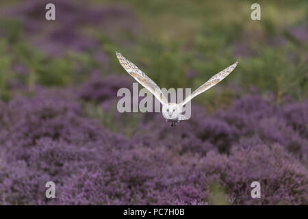 Schleiereule (Tyto alba) Erwachsene, über Heide, Suffolk, England fliegen, August, kontrollierte Thema Stockfoto