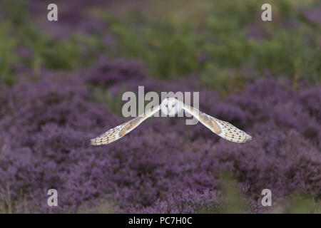 Schleiereule (Tyto alba) Erwachsene, über Heide, Suffolk, England fliegen, August, kontrollierte Thema Stockfoto