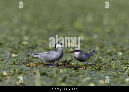 Whiskered Tern (Chlidonias hybrida) Sommer Gefieder nach Paar, stehend auf Nest zwischen Wasserpflanzen, Donaudelta, Rumänien, Juni Stockfoto