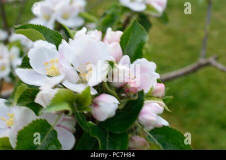 Apple Entdeckung Stockfoto