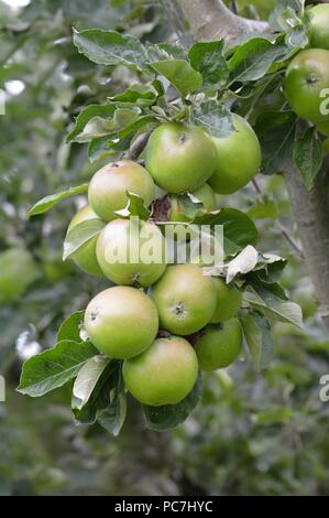 Apple Greensleeves Stockfoto