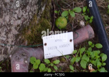 Apple Greensleeves Stockfoto