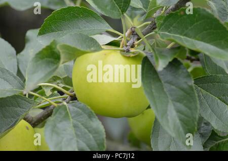 Apple greensleeves Stockfoto