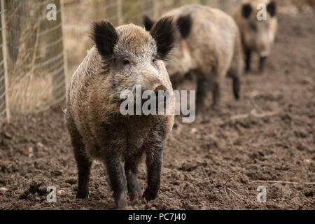 Wildschwein Wildschweine Familie in organischen respektvoll Streichelzoo Stockfoto