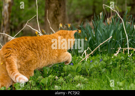 Orange Ingwer farbige Katze Jagd in die grüne Natur Stockfoto