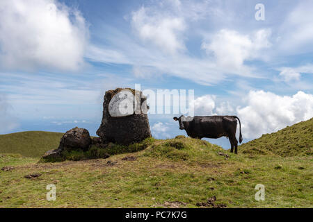 Kuh in einer Lagoa da Rosada mit einer Plakette anmelden Insel Pico, Azoren, Portugal Stockfoto