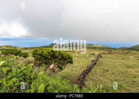 Kuh Rinder in eine Landschaft der Insel Pico, Azoren, Portugal Stockfoto