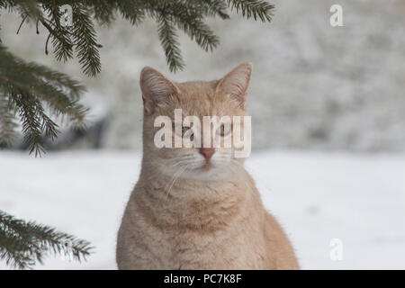 Hellen orange Katze im Winter schnee Stockfoto