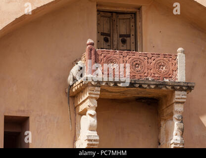 Affe auf Balkon in Amber Palast (Amer Fort) Stockfoto