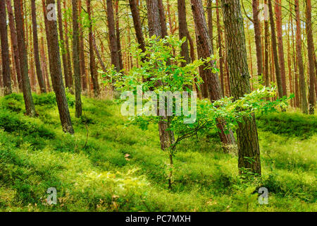 Sommer Pinienwald mit jungen Eiche. Scots oder Schottische Kiefer Pinus sylvestris Bäume in immergrüne Nadelwald. Stegna, Pommern, Polen. Stockfoto