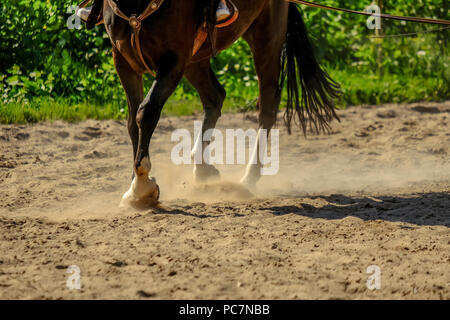 Braunes Pferd Füße, Staub, der sich im Sand Feld. läuft Galopp im Sommer Stockfoto