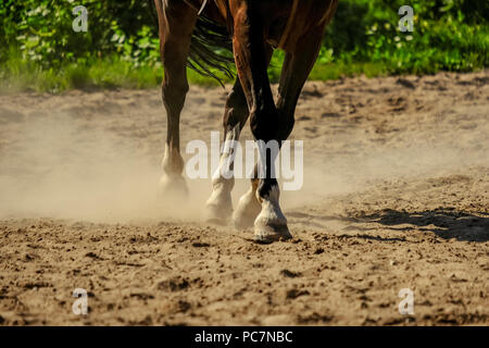 Braunes Pferd Füße, Staub, der sich im Sand Feld. läuft Galopp im Sommer Stockfoto