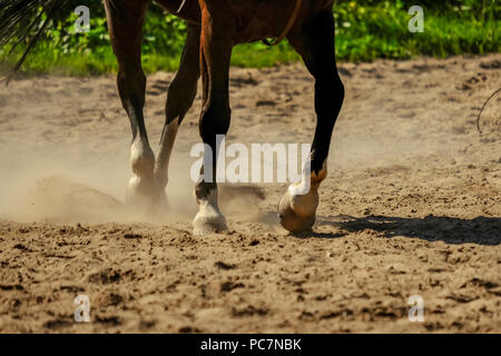 Braunes Pferd Füße, Staub, der sich im Sand Feld. läuft Galopp im Sommer Stockfoto