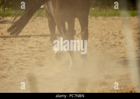 Braunes Pferd Füße, Staub, der sich im Sand Feld. läuft Galopp im Sommer Stockfoto