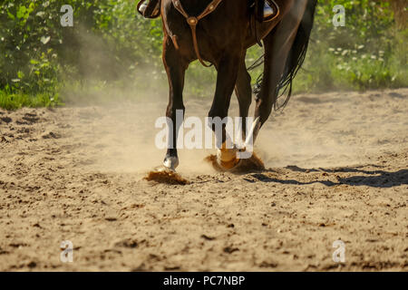 Braunes Pferd Füße, Staub, der sich im Sand Feld. läuft Galopp im Sommer Stockfoto