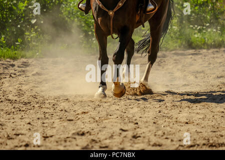 Braunes Pferd Füße, Staub, der sich im Sand Feld. läuft Galopp im Sommer Stockfoto