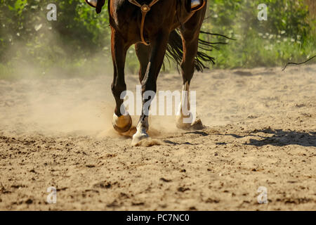 Braunes Pferd Füße, Staub, der sich im Sand Feld. läuft Galopp im Sommer Stockfoto