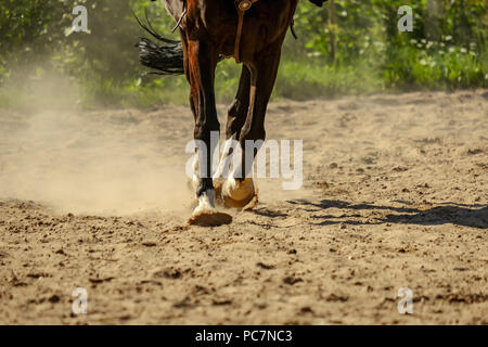 Braunes Pferd Füße, Staub, der sich im Sand Feld. läuft Galopp im Sommer Stockfoto