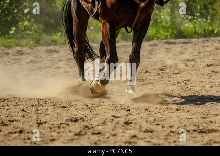 Braunes Pferd Füße, Staub, der sich im Sand Feld. läuft Galopp im Sommer Stockfoto