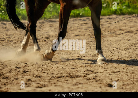 Braunes Pferd Füße, Staub, der sich im Sand Feld. läuft Galopp im Sommer Stockfoto