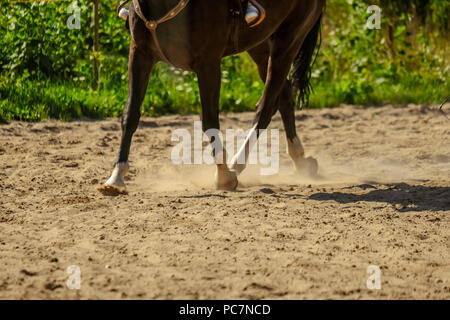 Braunes Pferd Füße, Staub, der sich im Sand Feld. läuft Galopp im Sommer Stockfoto