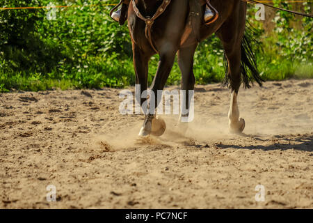 Braunes Pferd Füße, Staub, der sich im Sand Feld. läuft Galopp im Sommer Stockfoto