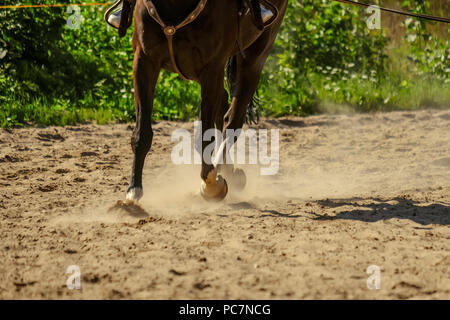 Braunes Pferd Füße, Staub, der sich im Sand Feld. läuft Galopp im Sommer Stockfoto