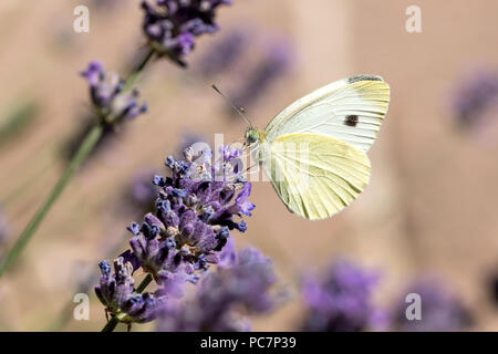 Kleine Kohl weiß (Pieris rapae) auf Lavendel Stockfoto