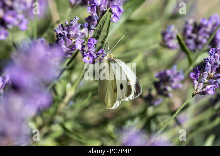 Kleine Kohl weiß (Pieris rapae) auf Lavendel Stockfoto