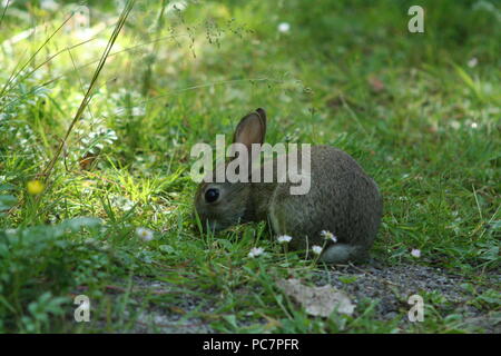 Wild Baby Kaninchen füttern, hat keine Angst vor den Menschen als noch nicht gefunden, Sommertag in einer Wiese hensol Wald etwas außerhalb von Cardiff Stockfoto