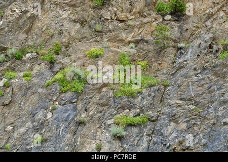 Hintergrund von einer Klippe mit grünen Pflanzen mit gelben Blüten bewachsen Stockfoto