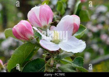 APPLE wARNERS König Stockfoto