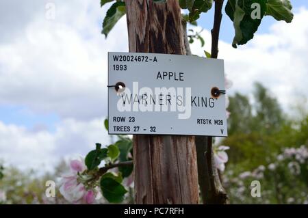 APPLE wARNERS König Stockfoto