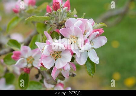 Apple Winter Hawthomden Stockfoto