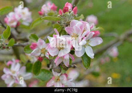 Apple Winter Hawthomden Stockfoto