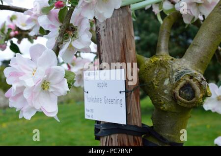 Apple Yorkshire Ökologisierung Stockfoto