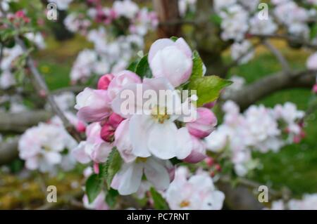 Apple Yorkshire Ökologisierung Stockfoto