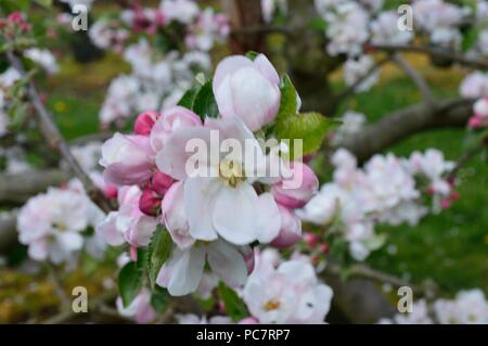 Apple Yorkshire Ökologisierung Stockfoto