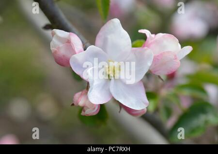 Apple niederländische Mignonne Stockfoto