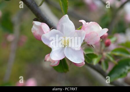 Apple niederländische Mignonne Stockfoto