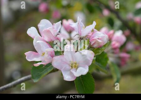 Apple niederländische Mignonne Stockfoto