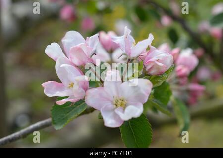 Apple niederländische Mignonne Stockfoto